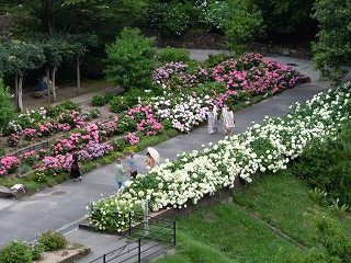 アジサイ 広島市植物公園