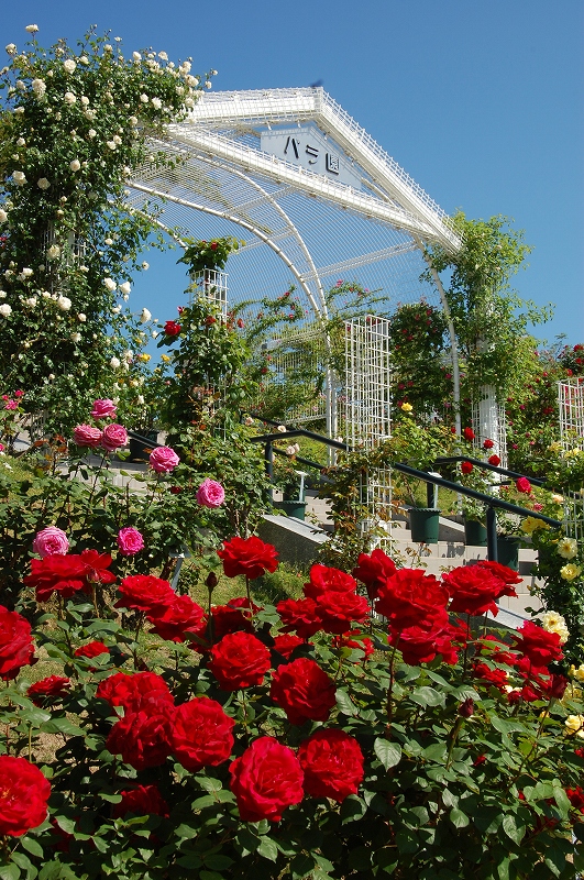 バラ園 広島市植物公園