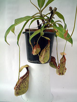 【真っ黒！】食虫植物 ネペンテス ラフレシアナ・ブラック スポット ウツボカズラ