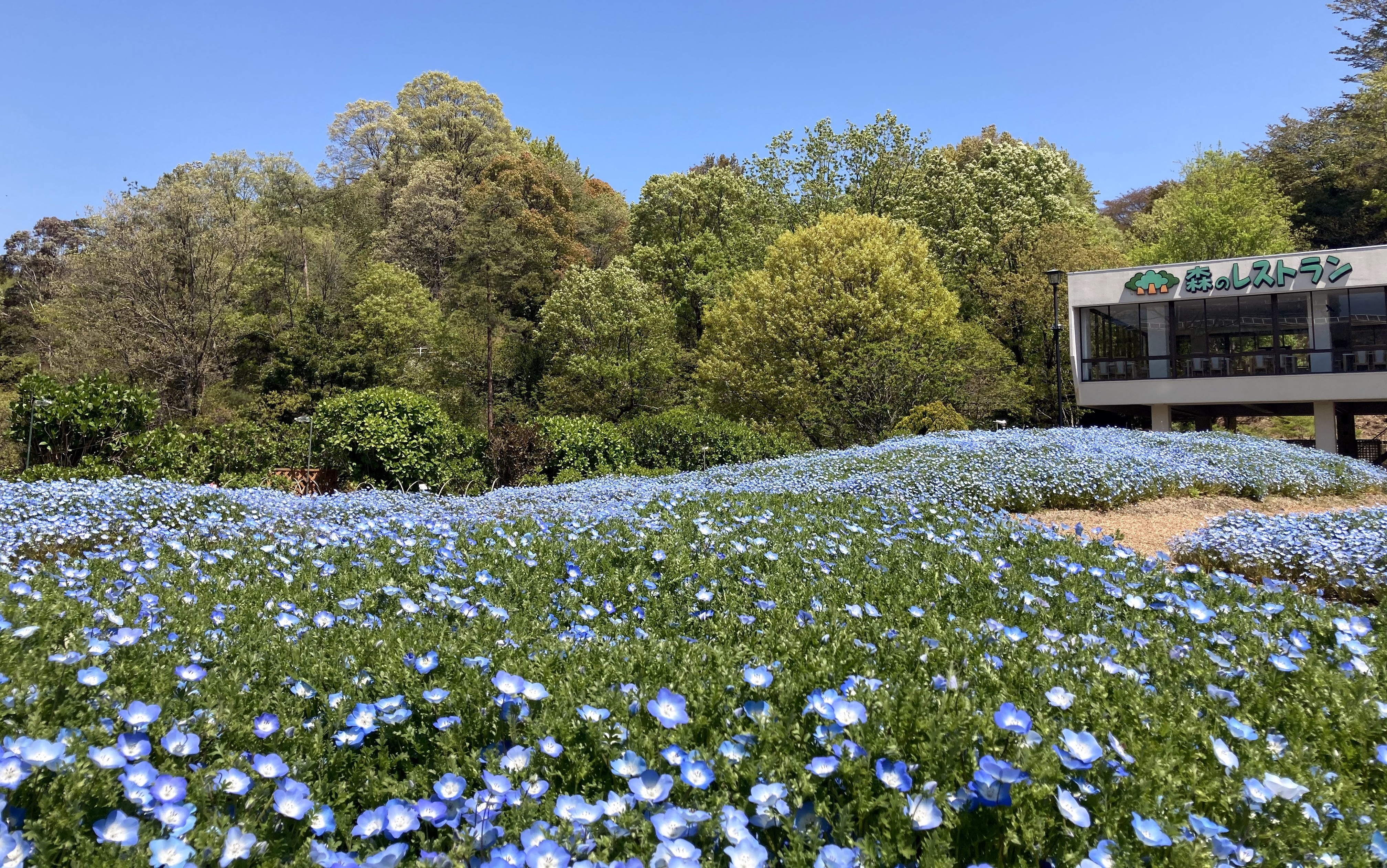 壁紙プレゼント 無料ダウンロード 広島市植物公園