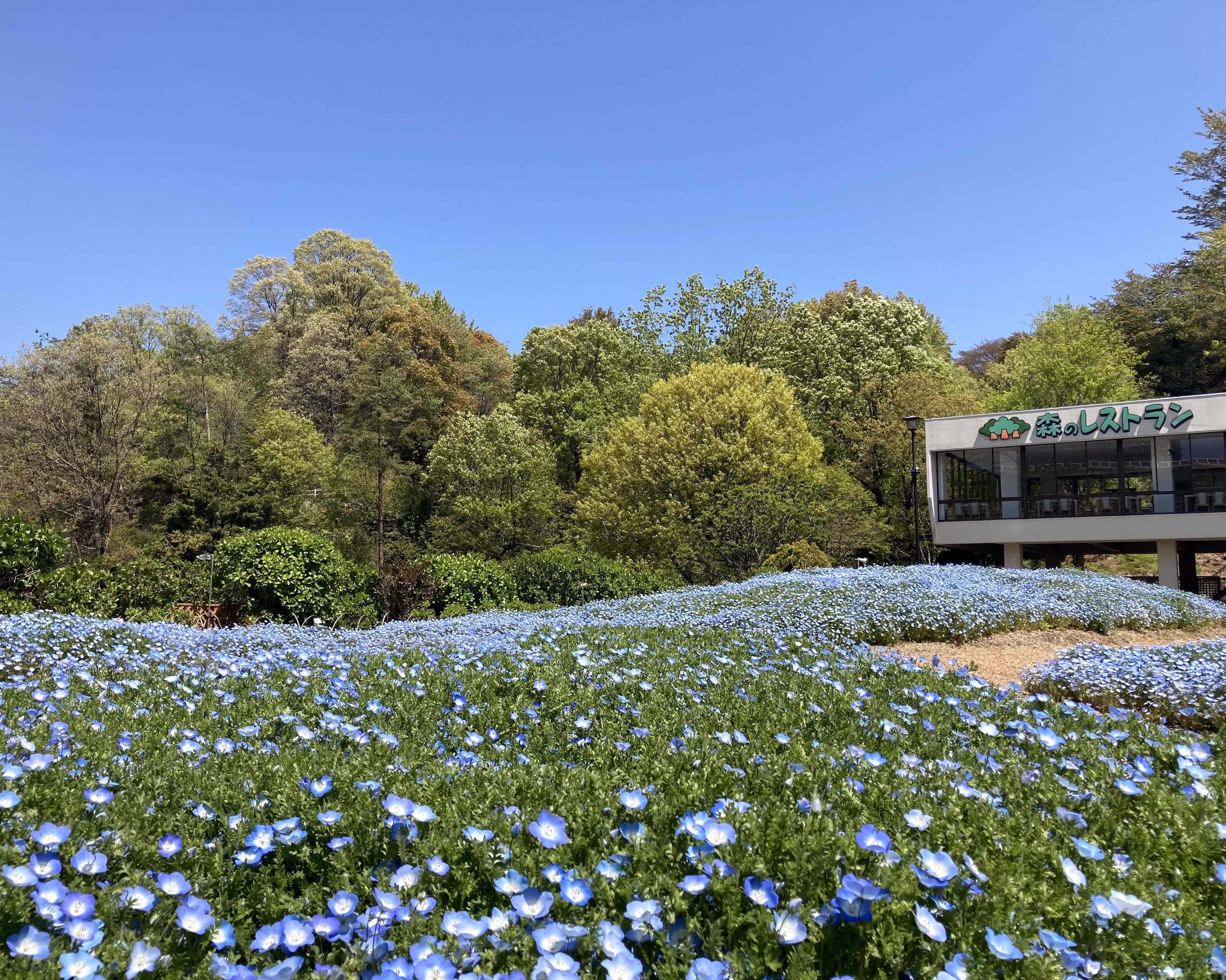 壁紙プレゼント 無料ダウンロード 広島市植物公園