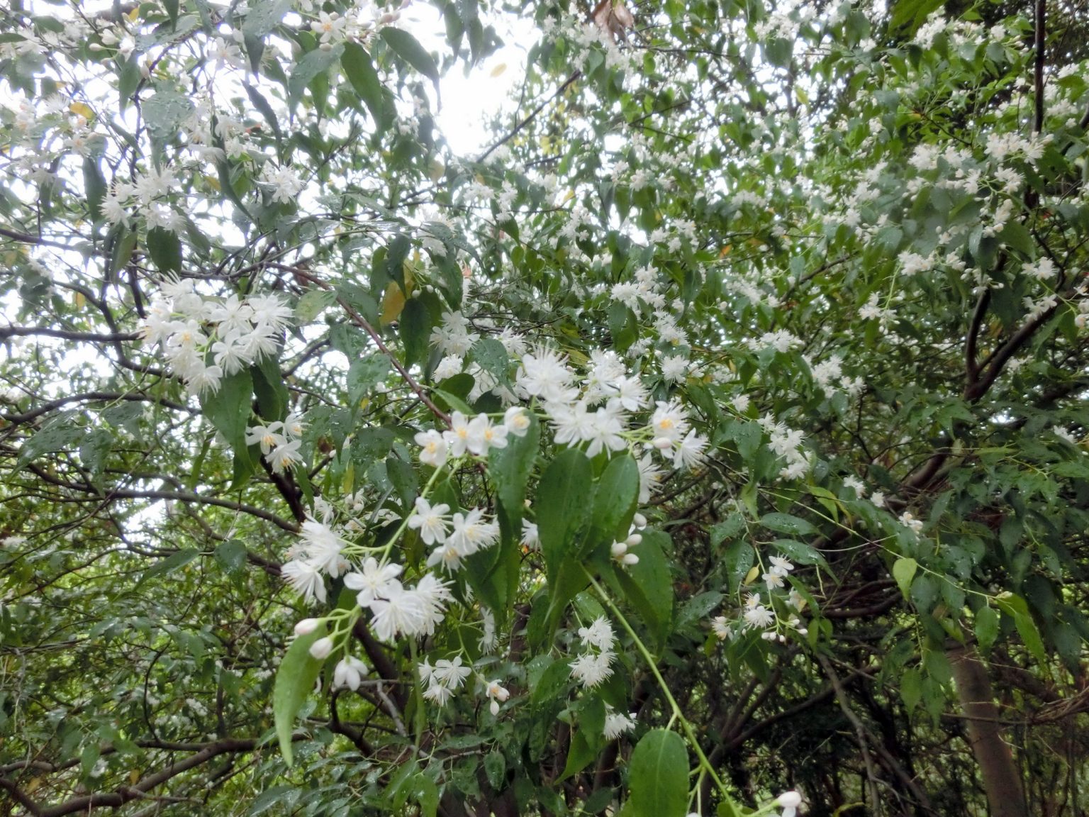 0fac2988e3abfd47a95c5339ef58cb