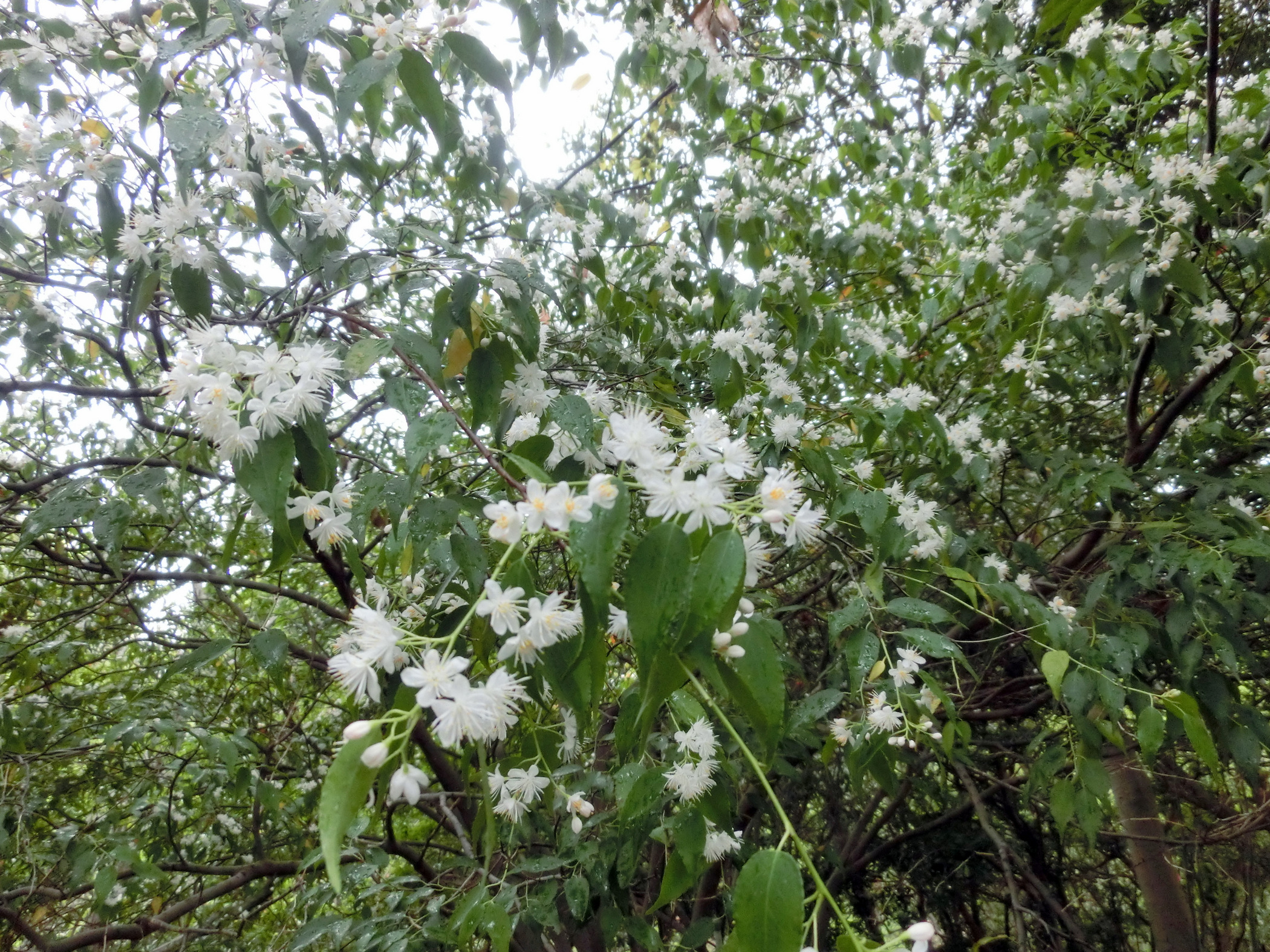 園長のおすすめ(ハイノキ) | 広島市植物公園