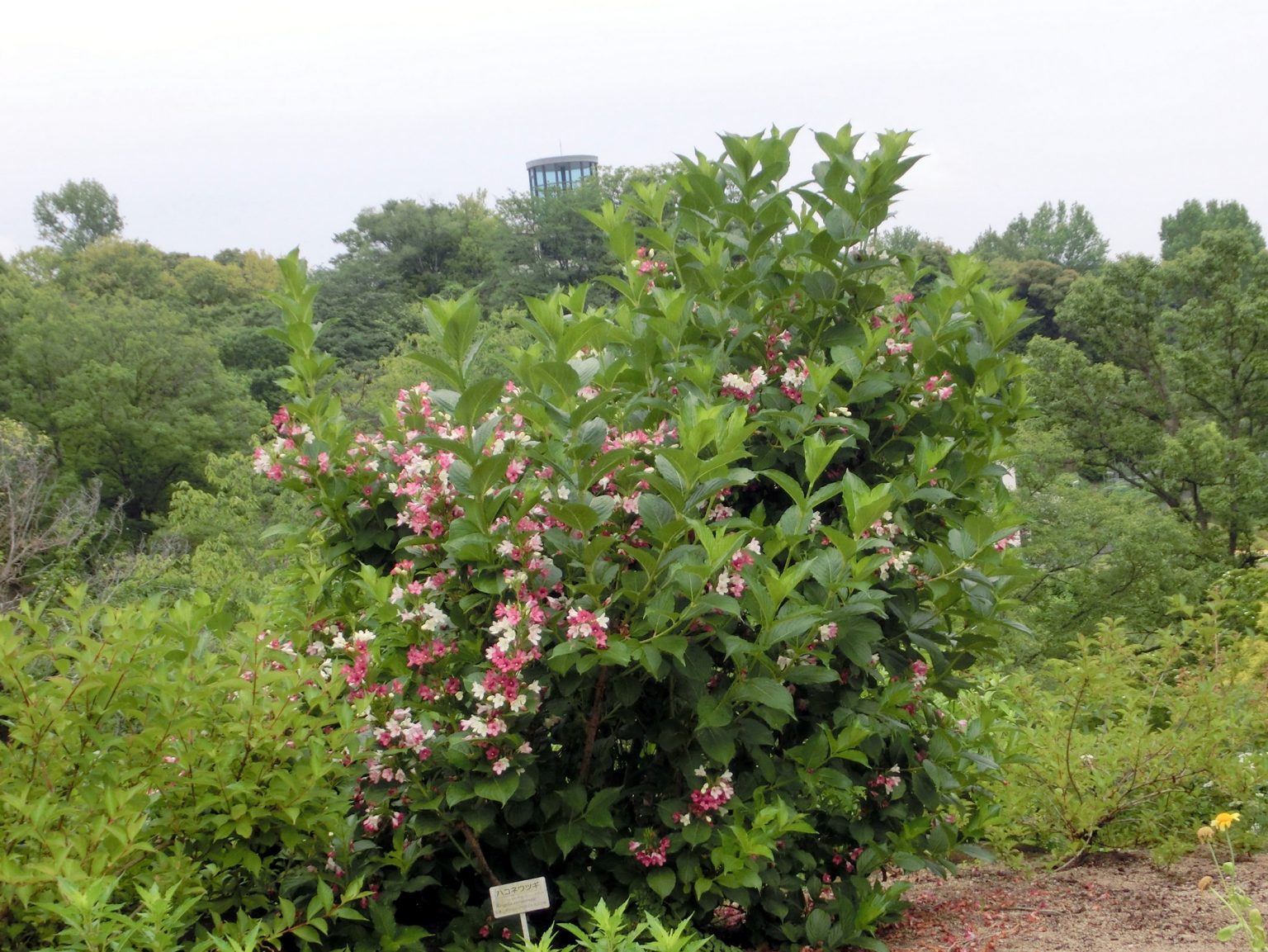 ハコネウツギ ハコネウツギ（箱根空木）苗