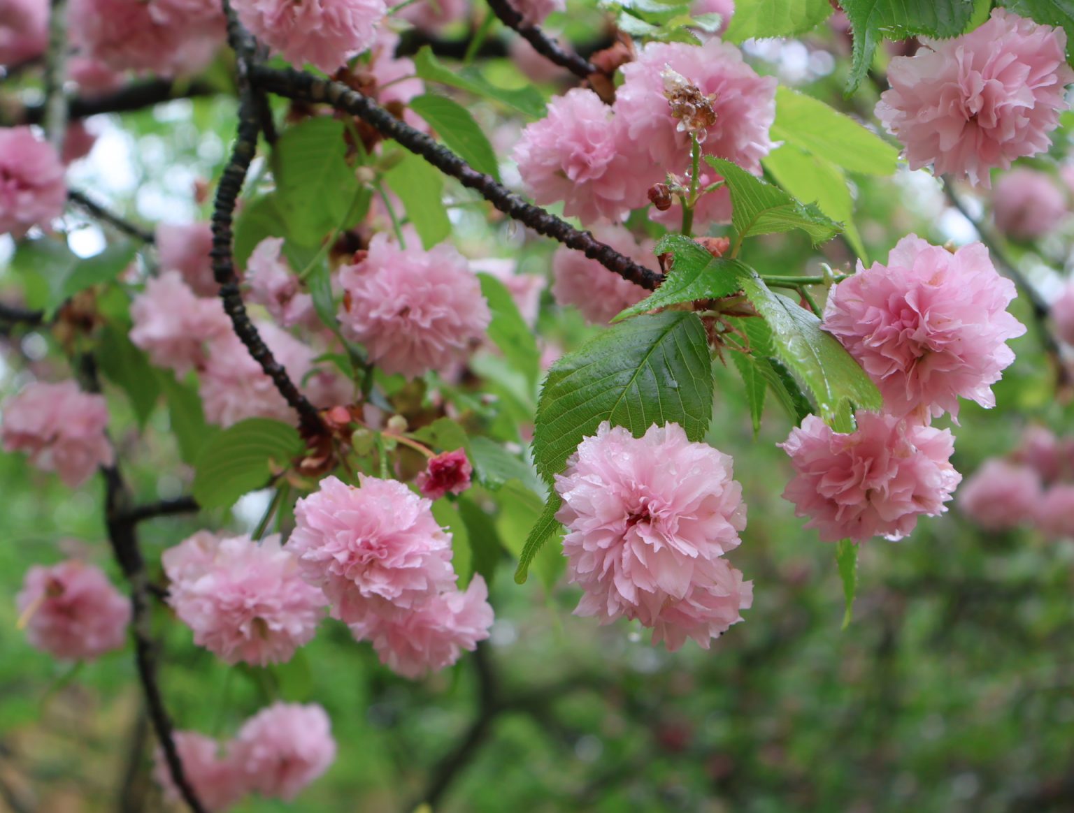 342315a3845475a8e2b8fe8003dad6