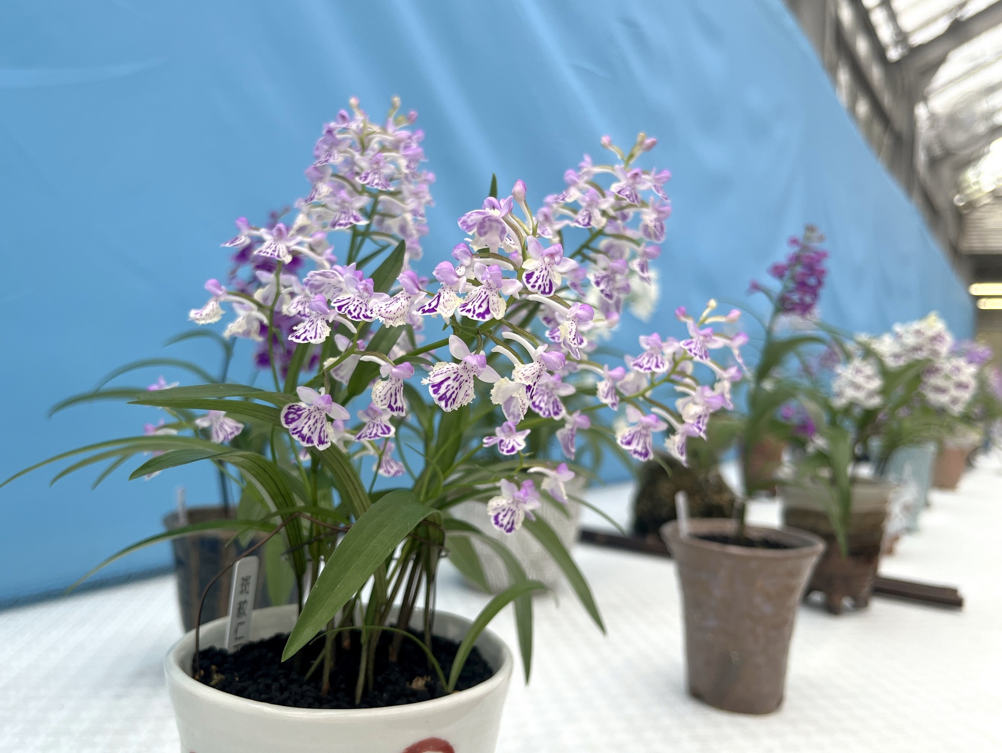 ウチョウラン展 | 広島市植物公園