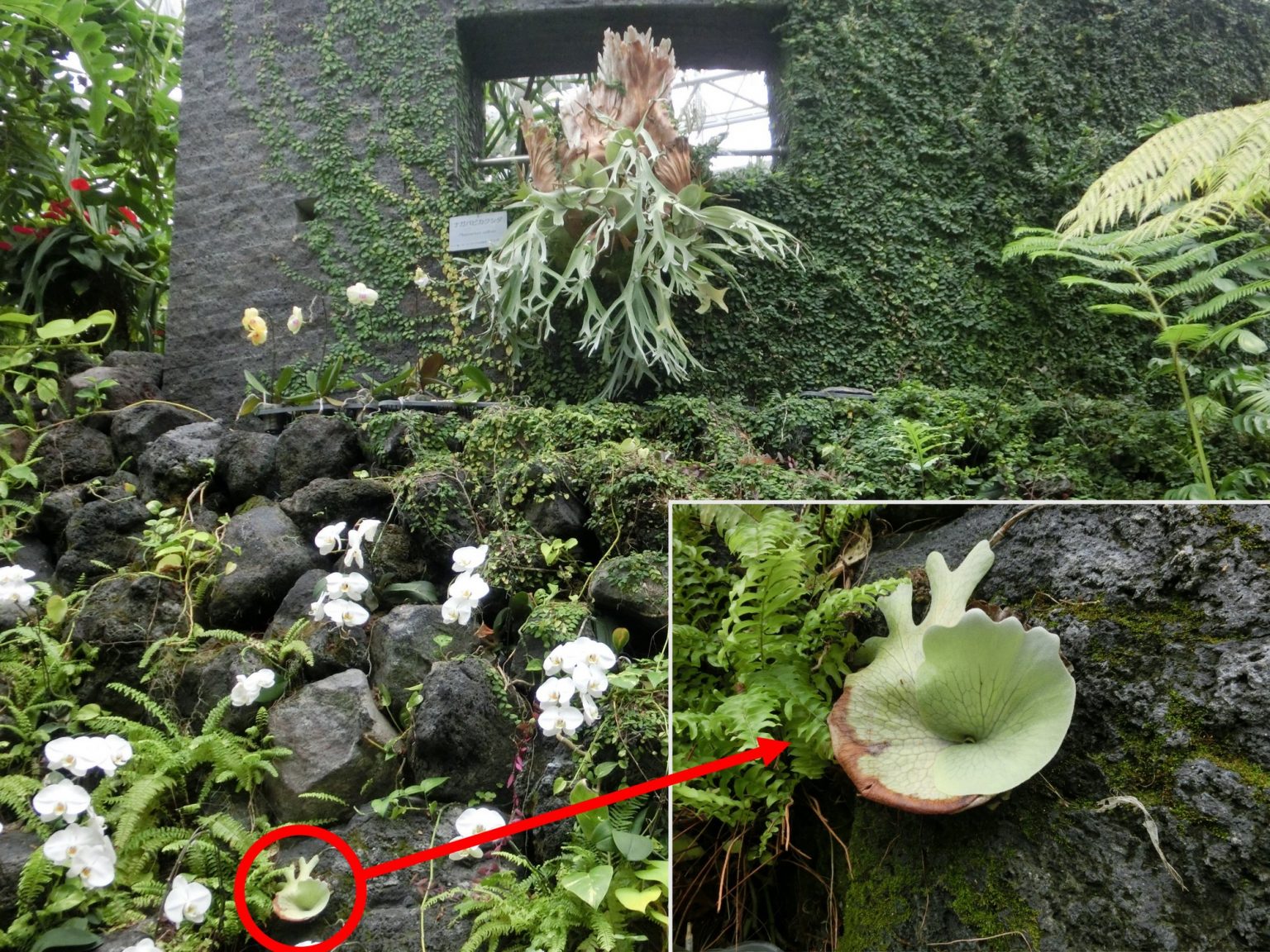 園長のおすすめ(ナガバビカクシダ) | 広島市植物公園