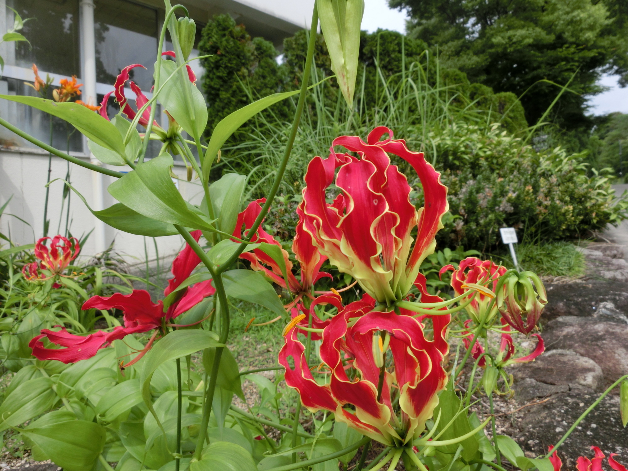 園長のおすすめ(グロリオサ) | 広島市植物公園