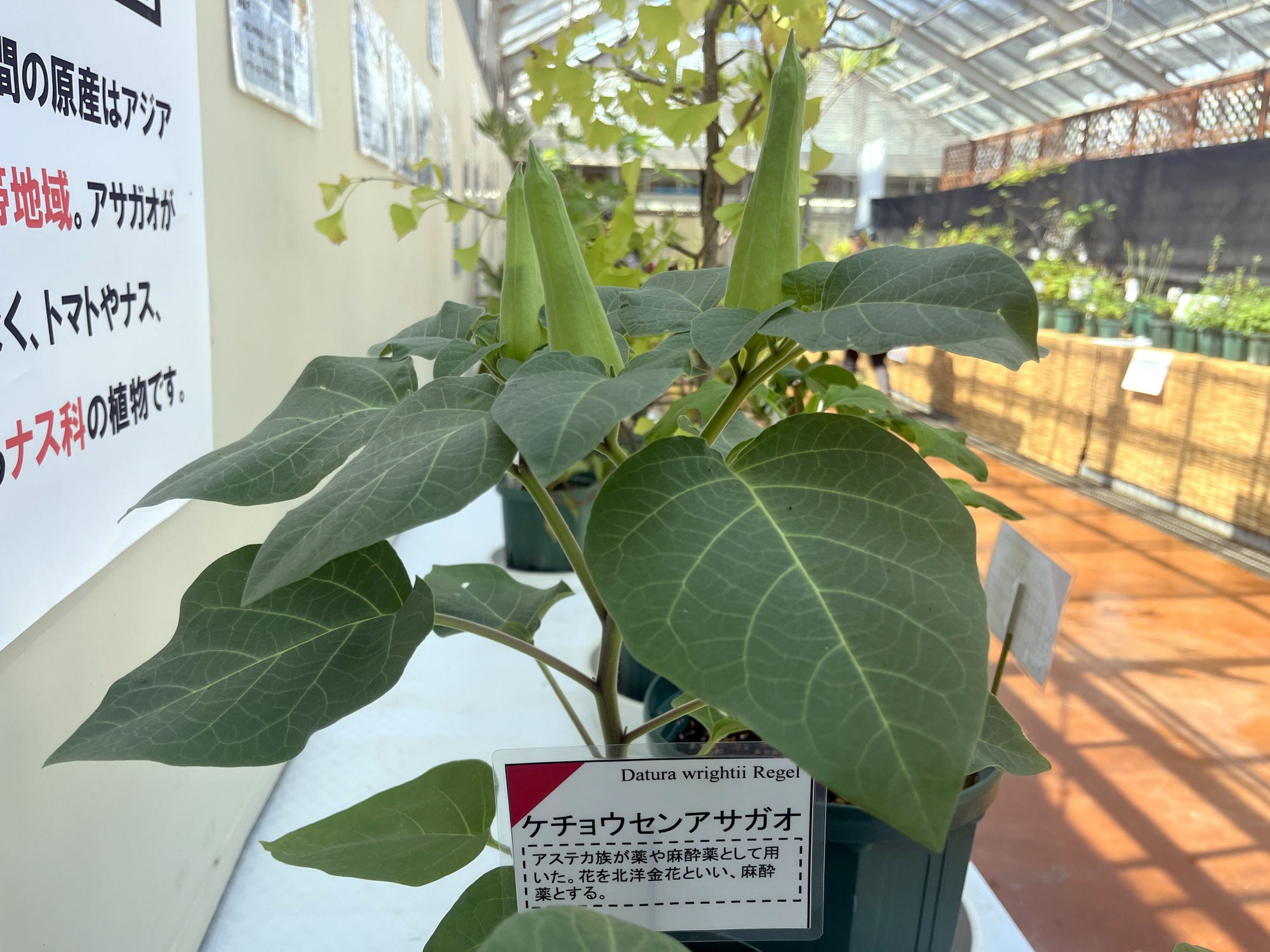 秋の薬用植物とハーブ展 | 広島市植物公園