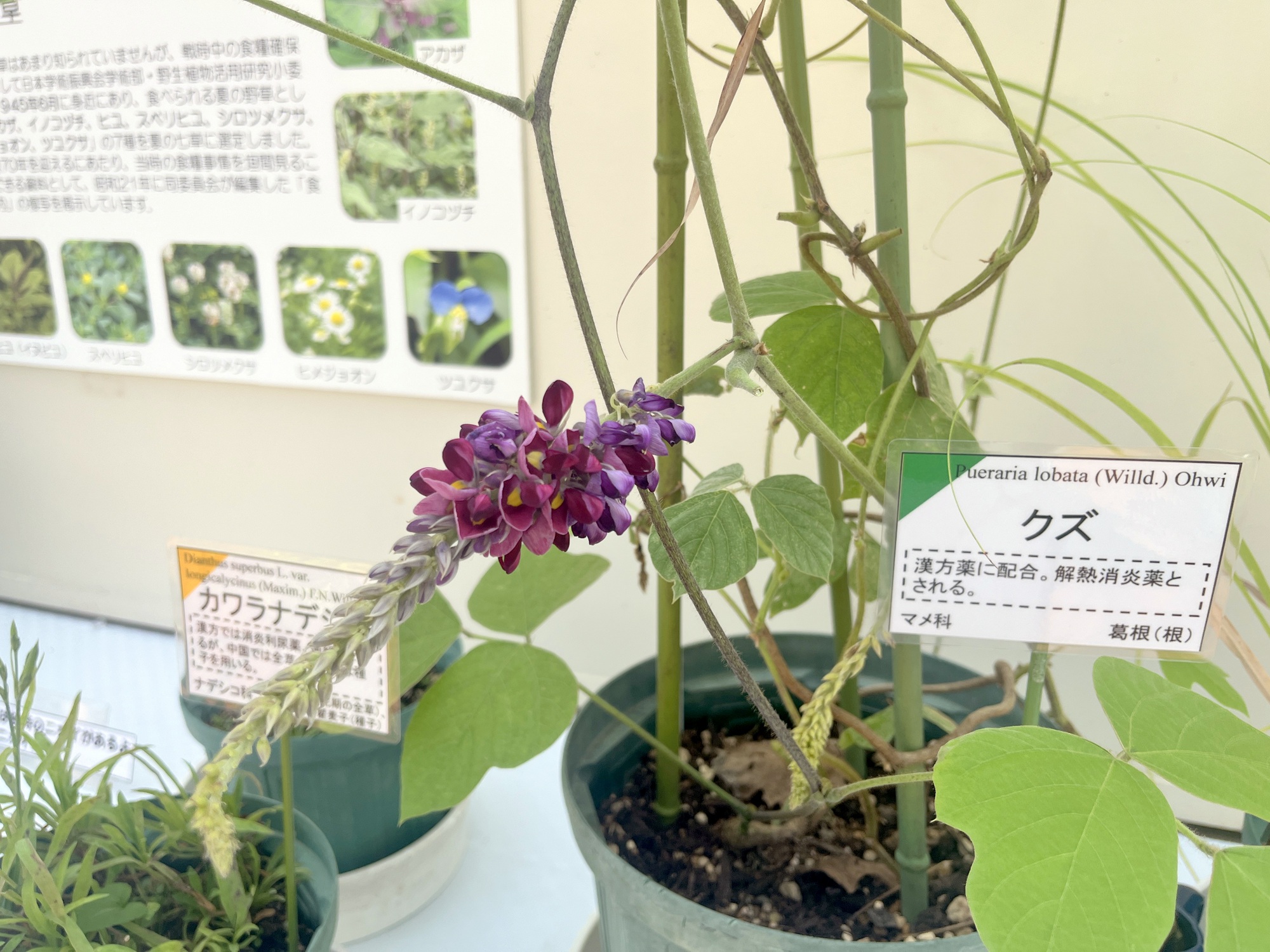 秋の薬用植物とハーブ展 | 広島市植物公園