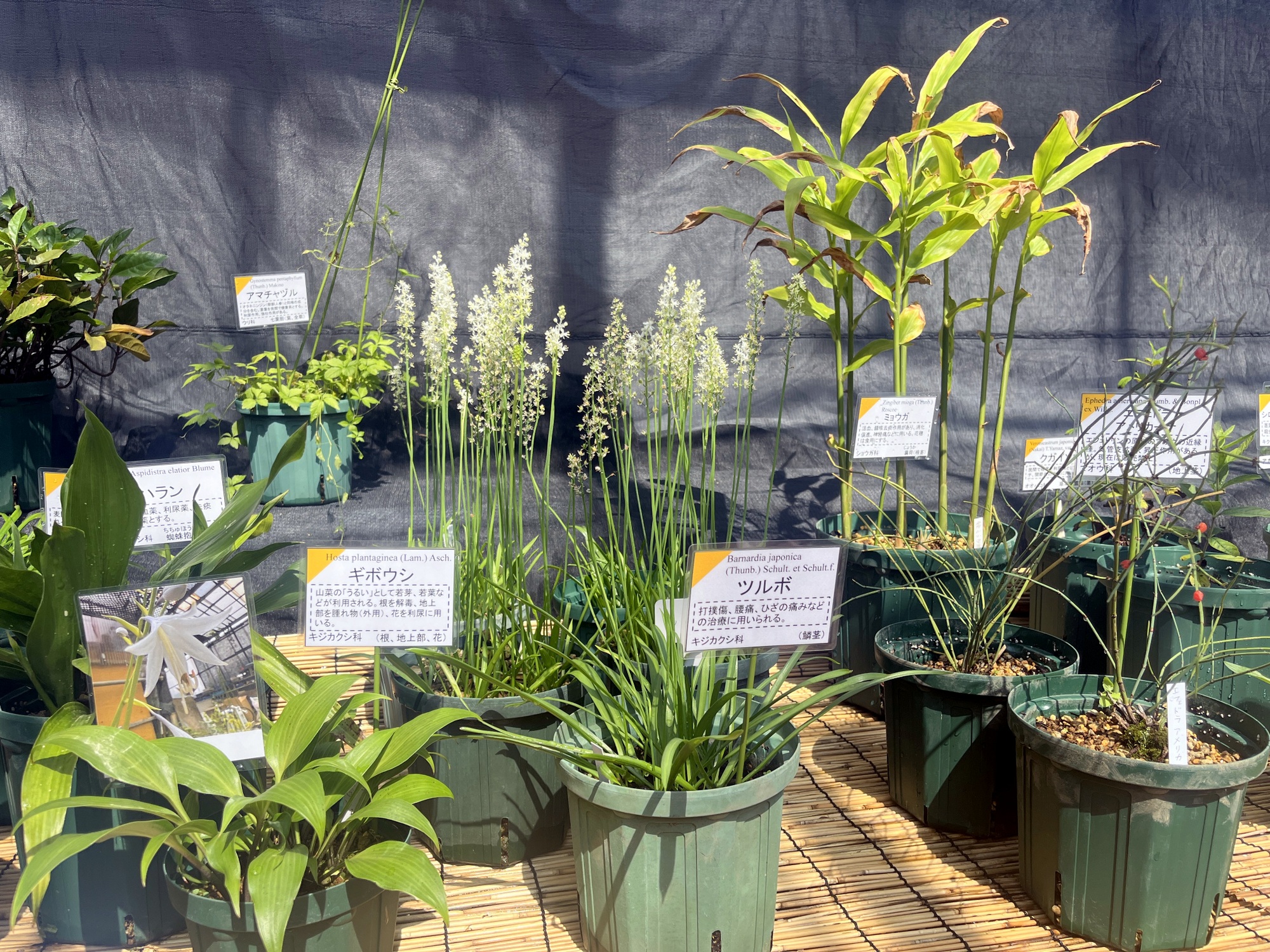 アトリエ天山堂 薬用植物 秋の薬用植物とハーブ展 | 広島市植物公園