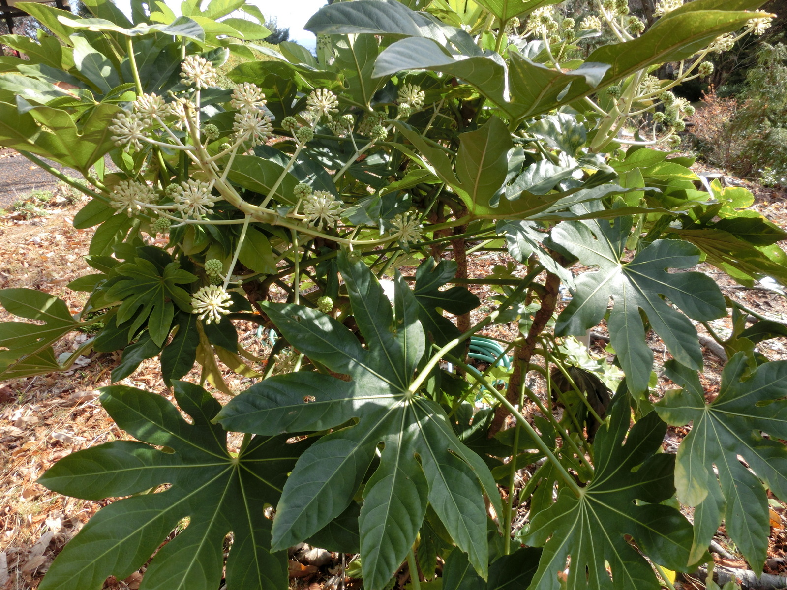 園長のおすすめ(ヤツデ) | 広島市植物公園