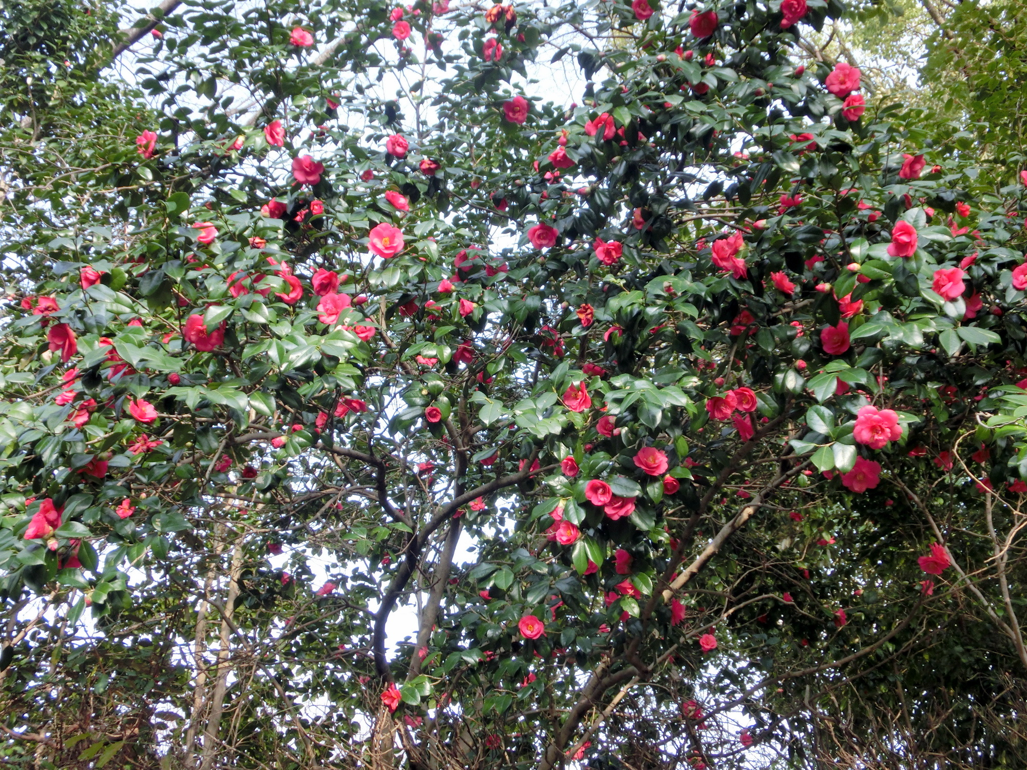 園長のおすすめ(ツバキ) | 広島市植物公園