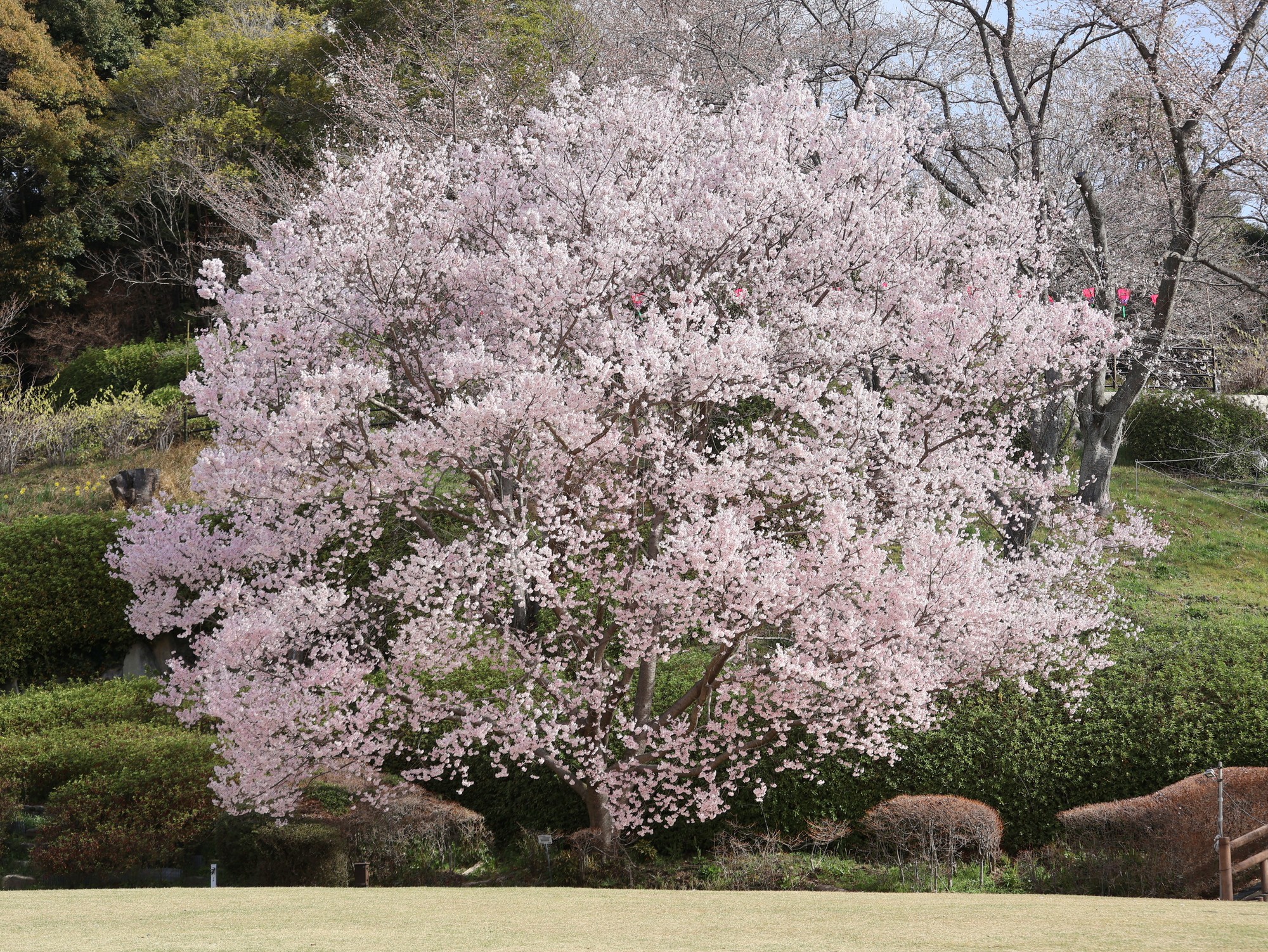 更新終了】さくらだより(開花情報)2025 | 広島市植物公園