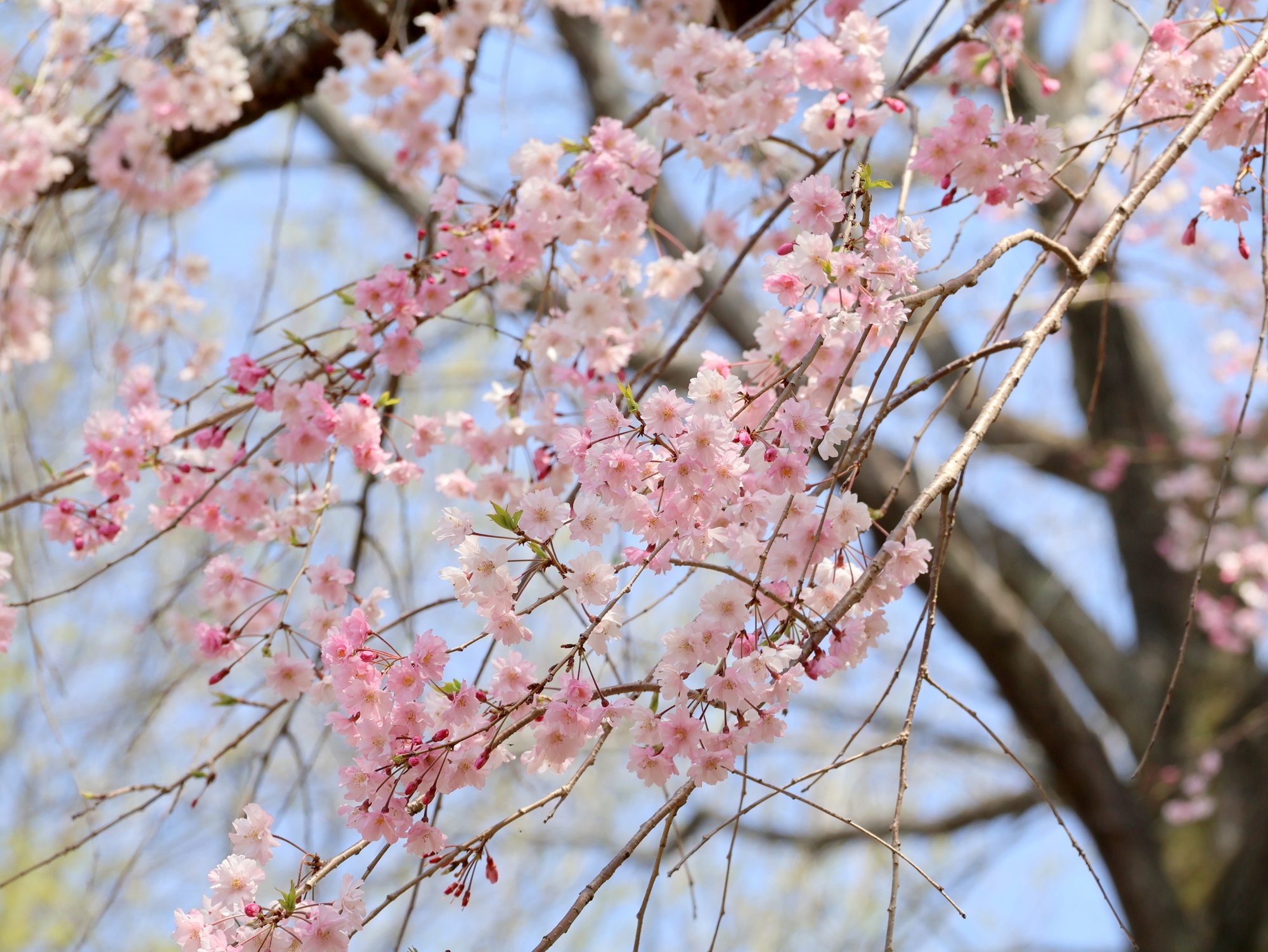 更新終了】さくらだより(開花情報)2025 | 広島市植物公園