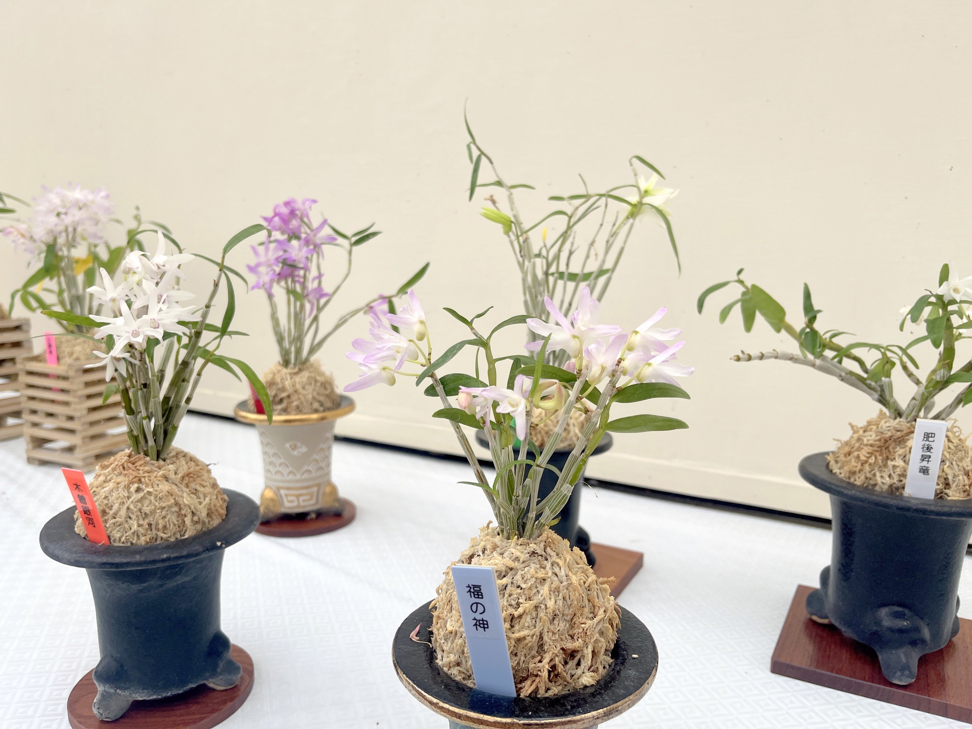 セッコク・長生蘭展 | 広島市植物公園