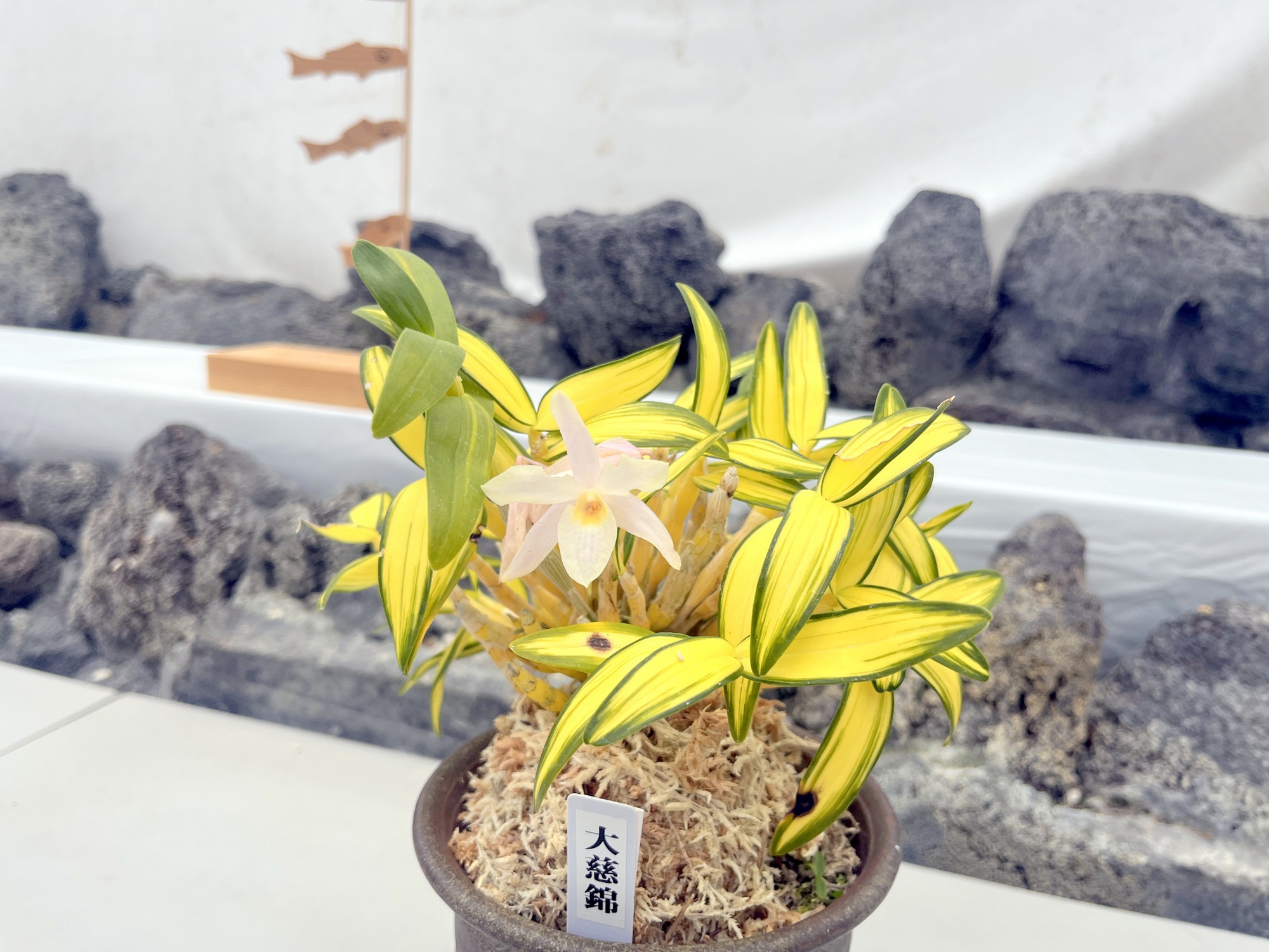 蘭子　 セッコク・長生蘭展 | 広島市植物公園